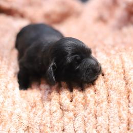 Zoee - Black female Dachshund puppy in Eaton, Ohio from Miniature Alphas Dachshunds