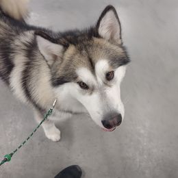 Fessik - Alaskan Malamute