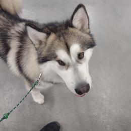 Fessik - Alaskan Malamute