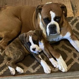 Boxers from Painted Up Kennels