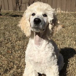 Poodle Puppies from LaFleur Poodles