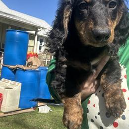 Dachshund Puppies from Dashing Doxie’s