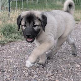 Jane - Fawn female Anatolian Shepherd Dog puppy in Princeton, Oregon from Learning With Dogs
