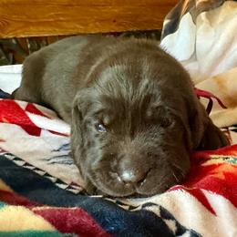 Godiva (pink collar) - Chocolate female Labrador Retriever puppy in Bandera, Texas from The Sugar & Spice Ranch Labrador Retrievers
