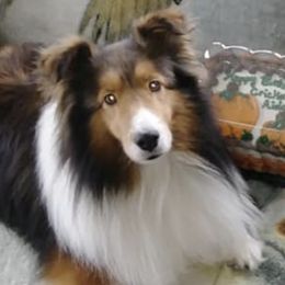 Shetland Sheepdogs from Lukaru