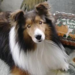 Shetland Sheepdogs from Lukaru