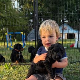 Baxter - Black male Bernedoodle puppy in Constableville, New York from Zehr’s Labradoodles & Bernedoodles