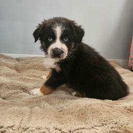 Buddy - Black tri-color male Australian Shepherd puppy in Millwood, Missouri from Small Town Australian Shepherds