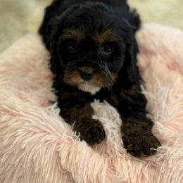 Cavapoo and Shihpoo Puppies from Haus of Doodles