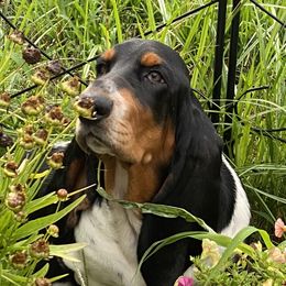 Zara - Basset Hound