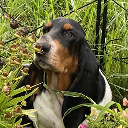 Zara - Basset Hound