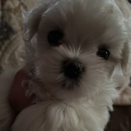 Jonas - White male Maltese puppy in Wilcox, Pennsylvania from Tiny Dancer Li'l Ones