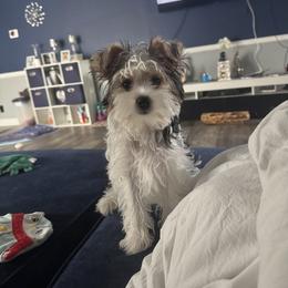 Parti female - Parti female Yorkshire Terrier puppy in Pikeville, North Carolina from A Yorkie’s World