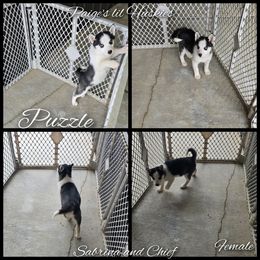 Puzzle weekend sale only 500 - Black and white female Siberian Husky puppy in Bloomfield, Indiana from Paiges lil huskies