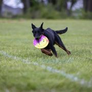 Beauceron All Grown Up from Fleur de Renard Beaucerons
