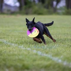 Beauceron All Grown Up from Fleur de Renard Beaucerons