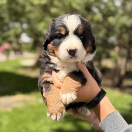 April - Black rust and white female Bernese Mountain Dog puppy in New Haven, Indiana from Milan Berners