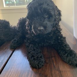 Sheepadoodle Puppies from Riley Grace Puppies