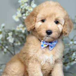 Zoe - Apricot female Goldendoodle puppy in Yuciapa, California from AlltheDoodlez_