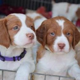 Brittany Puppies from Wind Mountain Kennels