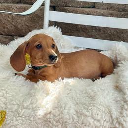 Red - Red male Dachshund puppy in Rio Linda, California from Destiny's Mini Doxies