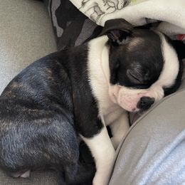 Boston Terrier and French Bulldog Puppies from Pickarts Pups Frenchton and Boston Terrier