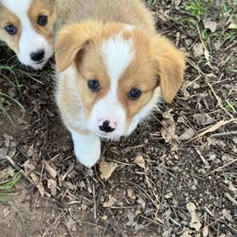 Princess - Red female Pembroke Welsh Corgi puppy in Millsap, Texas from Punchy Pembroke Ranch