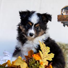 Winnie - Black tri female Toy Australian Shepherd puppy in Granbury, Texas from Best Little Aussies