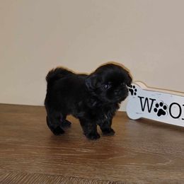 Abby AKC Champion Bloodline - Black Shih Tzu puppy in Kings Mountain, North Carolina from Britany's Shih Tzus