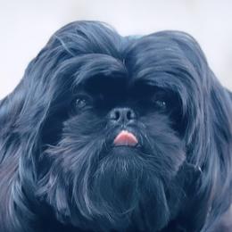 Shih Tzus from St Roch Shih Tzu