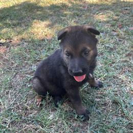 Green Collar Male - Sable male German Shepherd puppy in Milan, Illinois from Stonewick German Shepherds