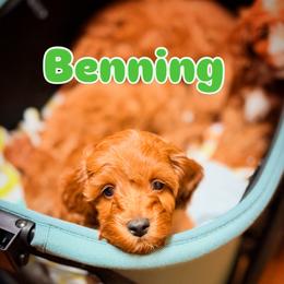 Cavapoo Puppies from Patriot Pups Cavapoos
