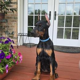 Miss Misty - Black and rust female Doberman Pinscher puppy in Chagrin Falls, Ohio from Schloss Velburg Dobermanns