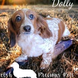Dolly - Dachshund