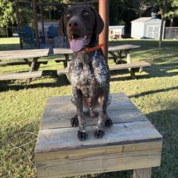Lane - German Shorthaired Pointer