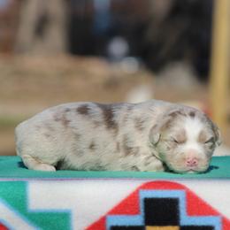 Topaz - Dilute red female Australian Shepherd puppy in Quapaw, Oklahoma from Rocky Hill Aussies