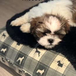 Shih Tzu Puppies from BVPT puppies