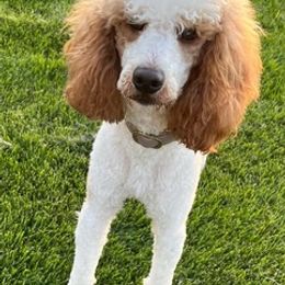 Poodles from Curly Paw Doodles