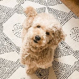 Hazel - Poodle