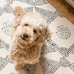 Hazel - Poodle