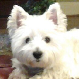 West Highland White Terriers and Yorkshire Terriers from Debra's Pups