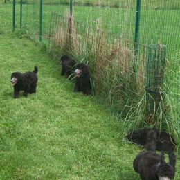  Puppies from Parris Hill Standard Poodles