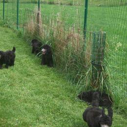  Puppies from Parris Hill Standard Poodles