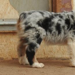 Australian Shepherds from Sundance Australian Shepherds
