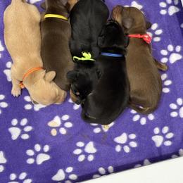 Dachshund puppies from Magic Eagle Miniature Dachshunds