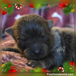Wolf - Blue male Pomeranian puppy in Eatonville, Washington from Foxy Forest Poms
