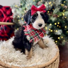 Assorted Doodle Crosses, Aussiedoodle, Australian Mountain Doodle, and Miniature Australian Shepherd Puppies from Aspen Mountain Doodles LLC