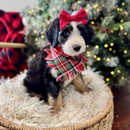Assorted Doodle Crosses, Aussiedoodle, Australian Mountain Doodle, and Miniature Australian Shepherd Puppies from Aspen Mountain Doodles LLC