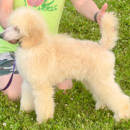 Necee - Cream female Poodle puppy in Newaygo, Michigan from Croton Pines Standard Poodles LLC
