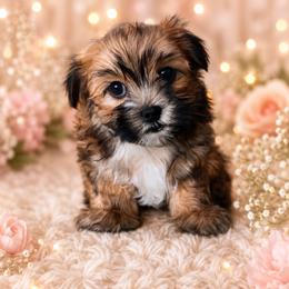 Maltipoo puppies from Knight Pups